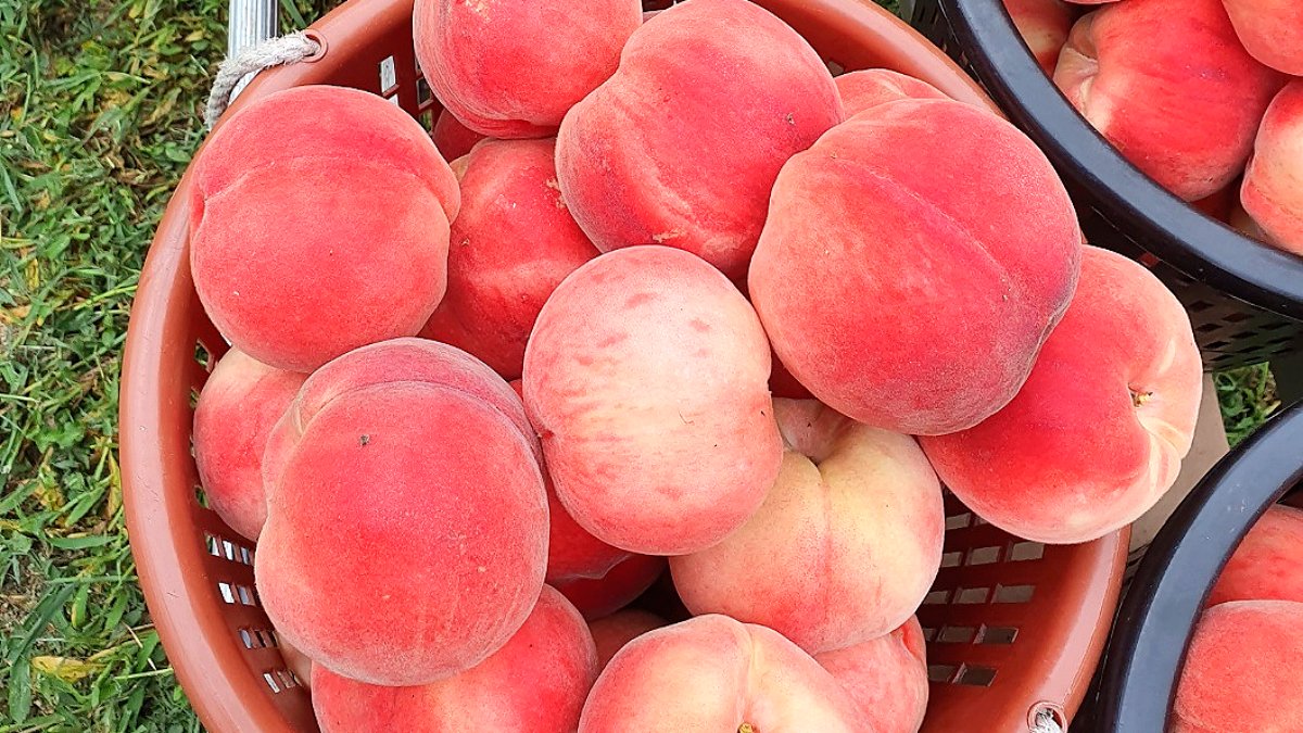 ピンク色の夏の味、シャキッと美しいダックボク – <大月桃>