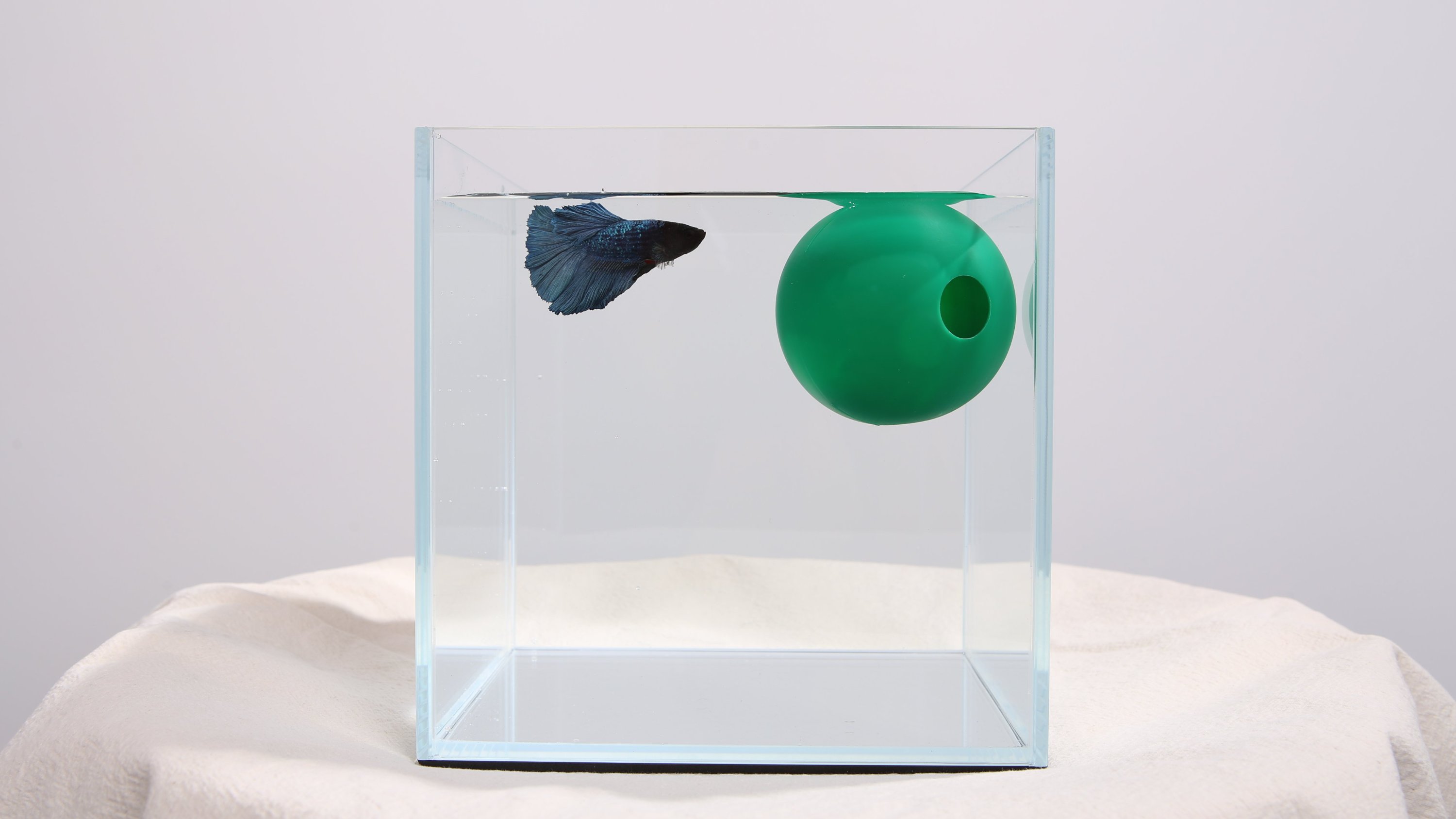 물생활 최대 이슈, 까다로운 어항 수질관리 종결템! [그린볼]