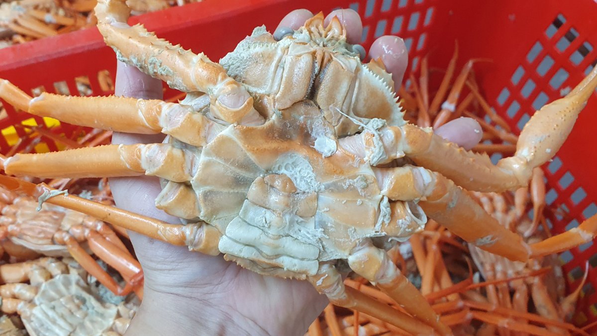 禁渔期刚结束就发货！品质最佳的红花蟹！