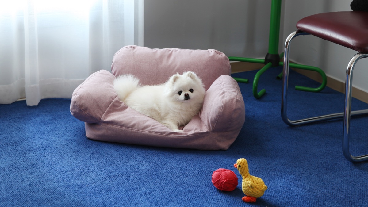 [采用欧洲面料] 如棉花糖般柔软的宠物沙发，轻松打造宠物家居风