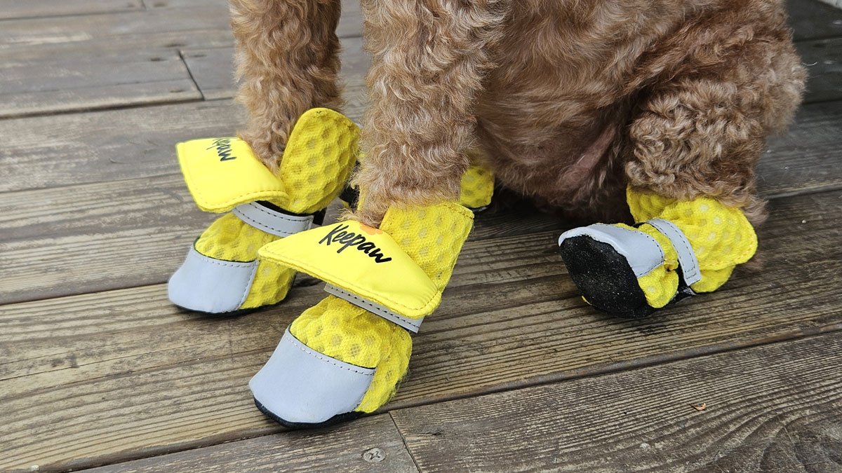 犬による、犬のための小型犬用シューズ キポー(Keepaw)