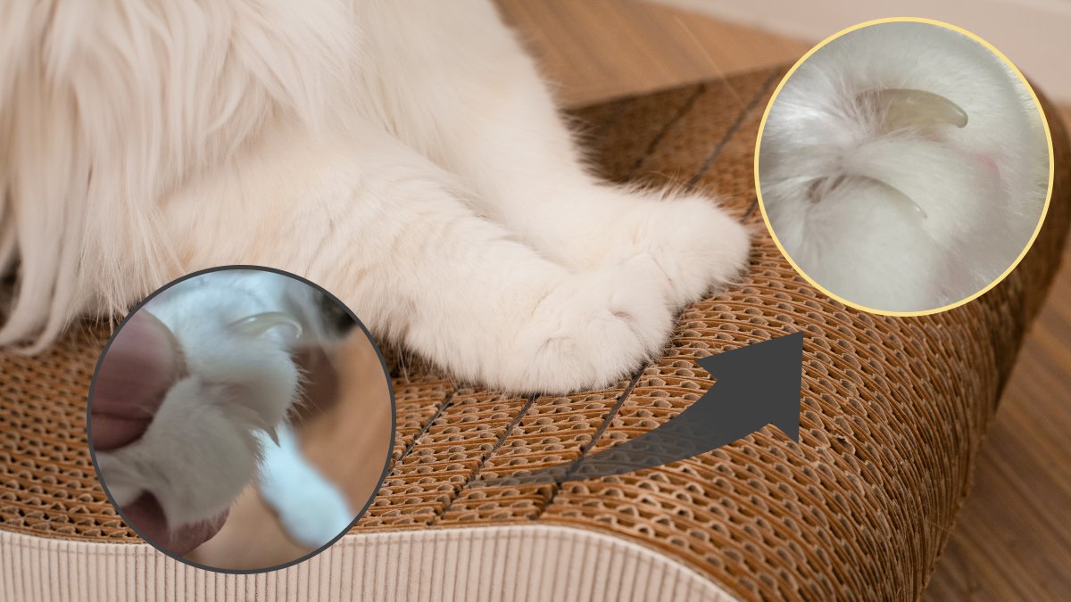 猫咪与主人零压力的指甲护理——喵喵功能性磨爪板