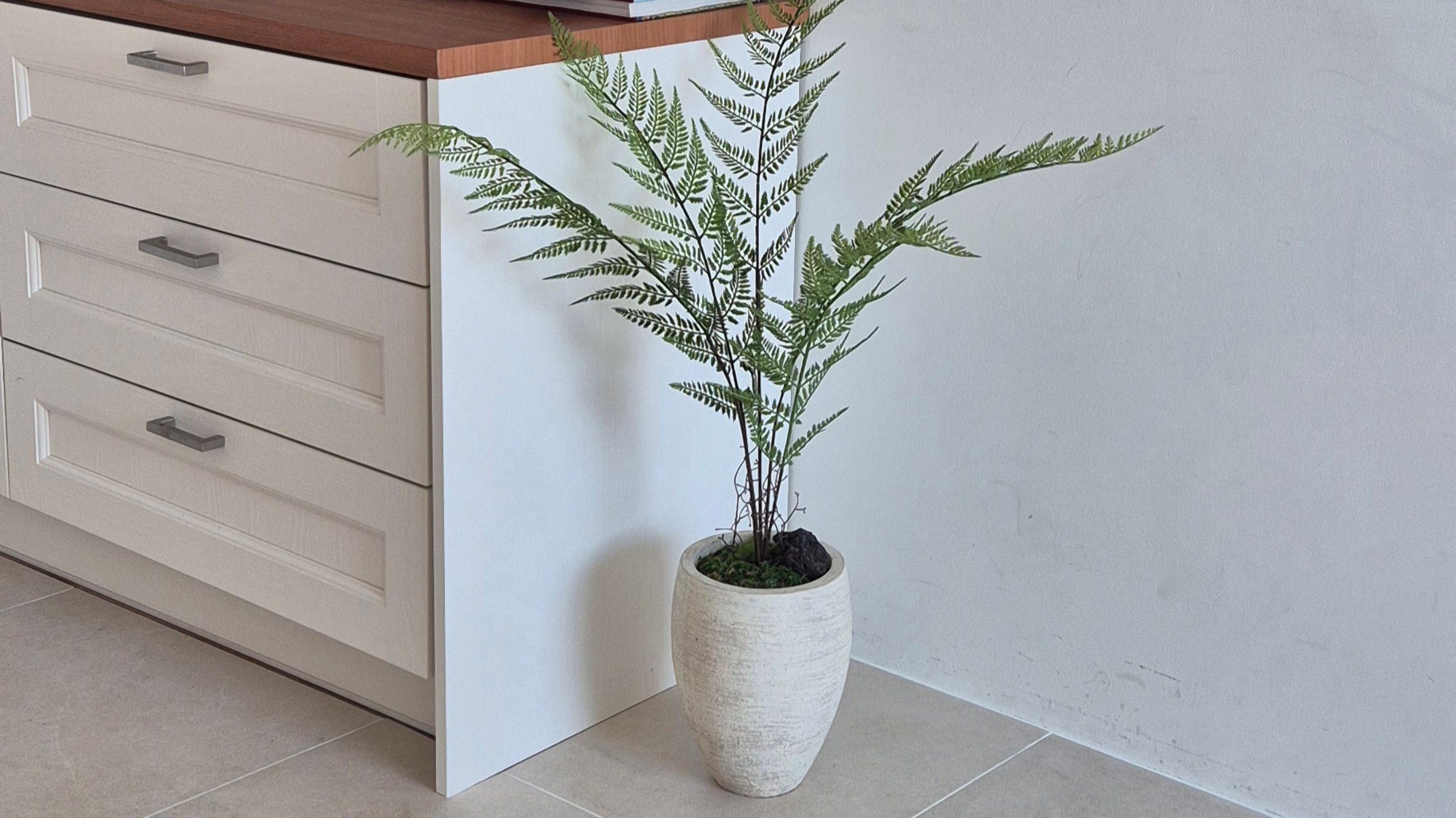 [常青植物] 无需阳光·水分，常年翠绿的室内装饰盆栽