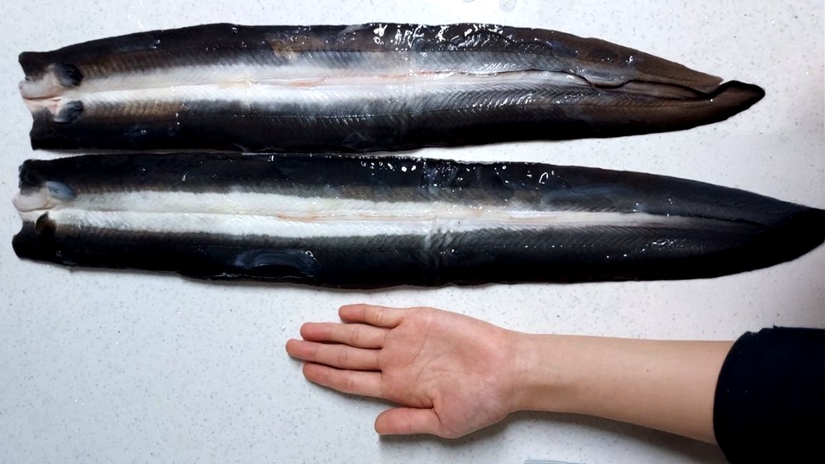 别再吃那些难吃又小得可怜的普通鳗鱼了——来尝尝真正的高敞丰川鳗鱼吧