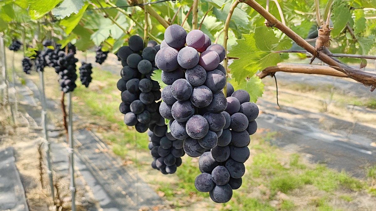 在尚州培育的新品种青柠葡萄！清凉+甜美满溢的葡萄~