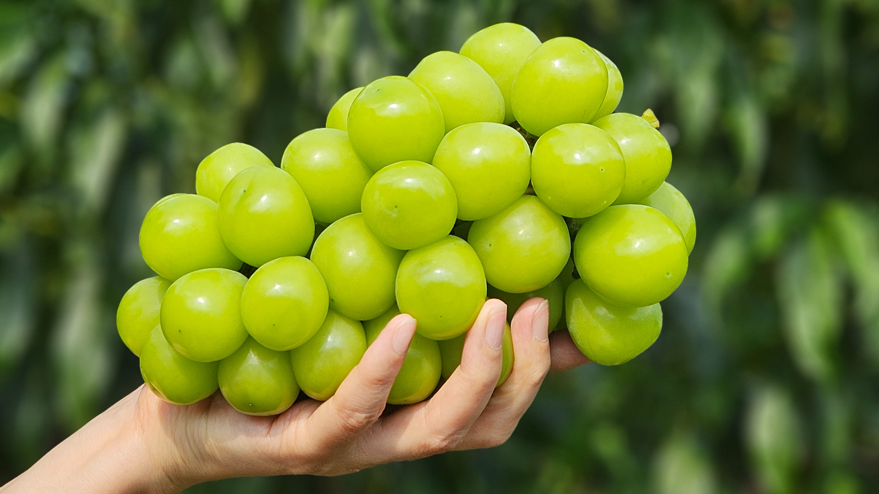 比原价便宜30%，品质依旧，中秋前送达的露天阳光麝香葡萄