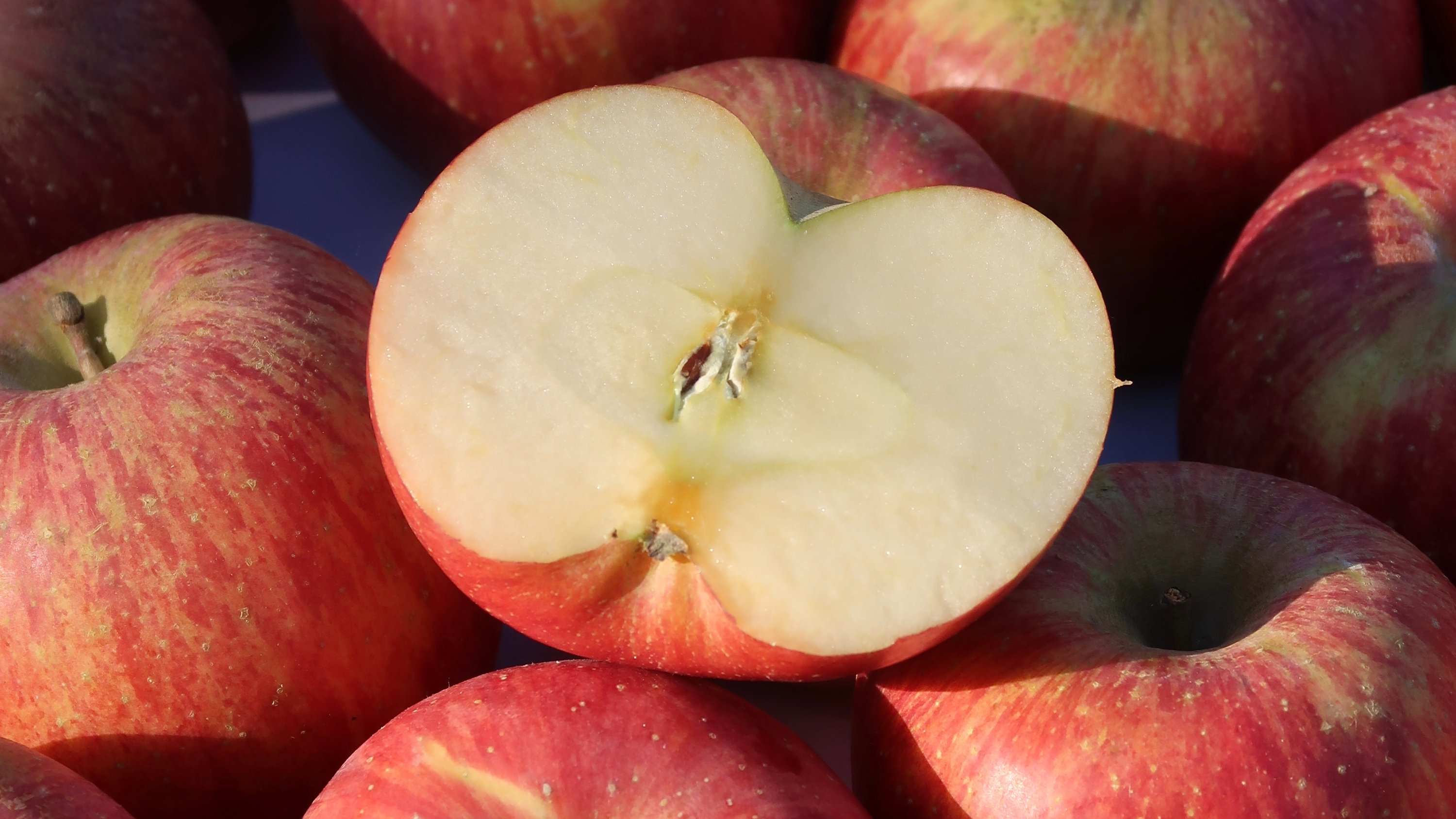 [문경사과축제 출품] 치열한 심사를 통과한 진짜 명품, 제철 감홍 사과!