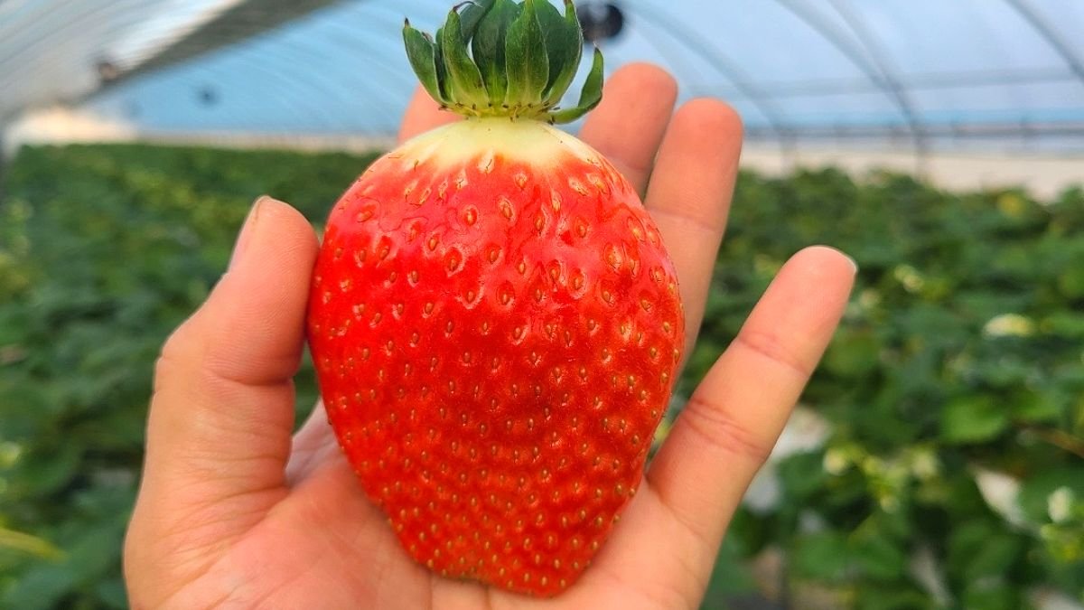 This year's first Kingsberry sweetly back! <Sweet & Tangy Kingsberry>