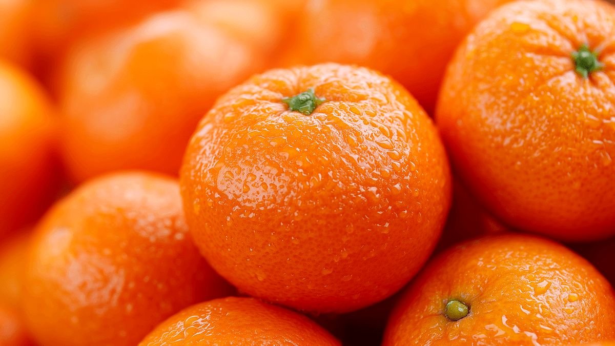 这个冬季唯一一次，来自济州的甜蜜香气——山茶花香