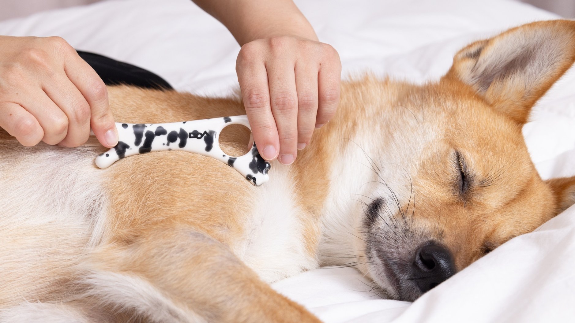 [国内唯一] 由宠物肌肉放松专家打造的犬体工学宠物刮痧板