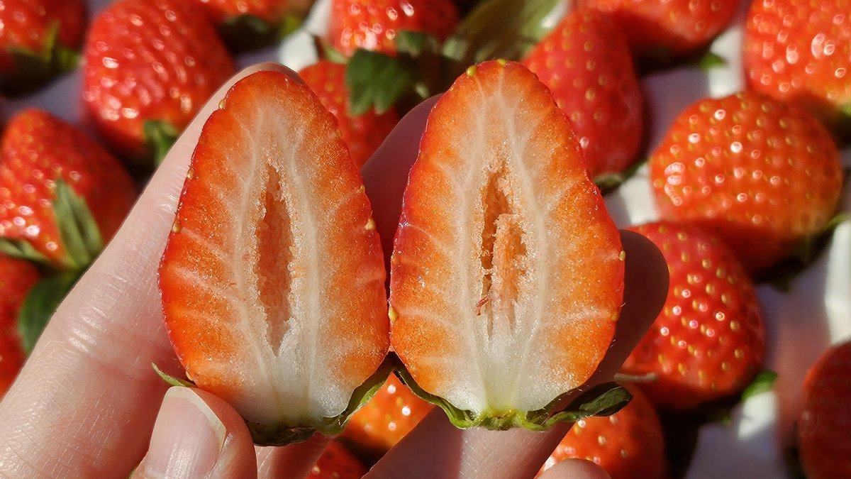 [低温糖度技术] 感受“雪香草莓”的全新甜蜜