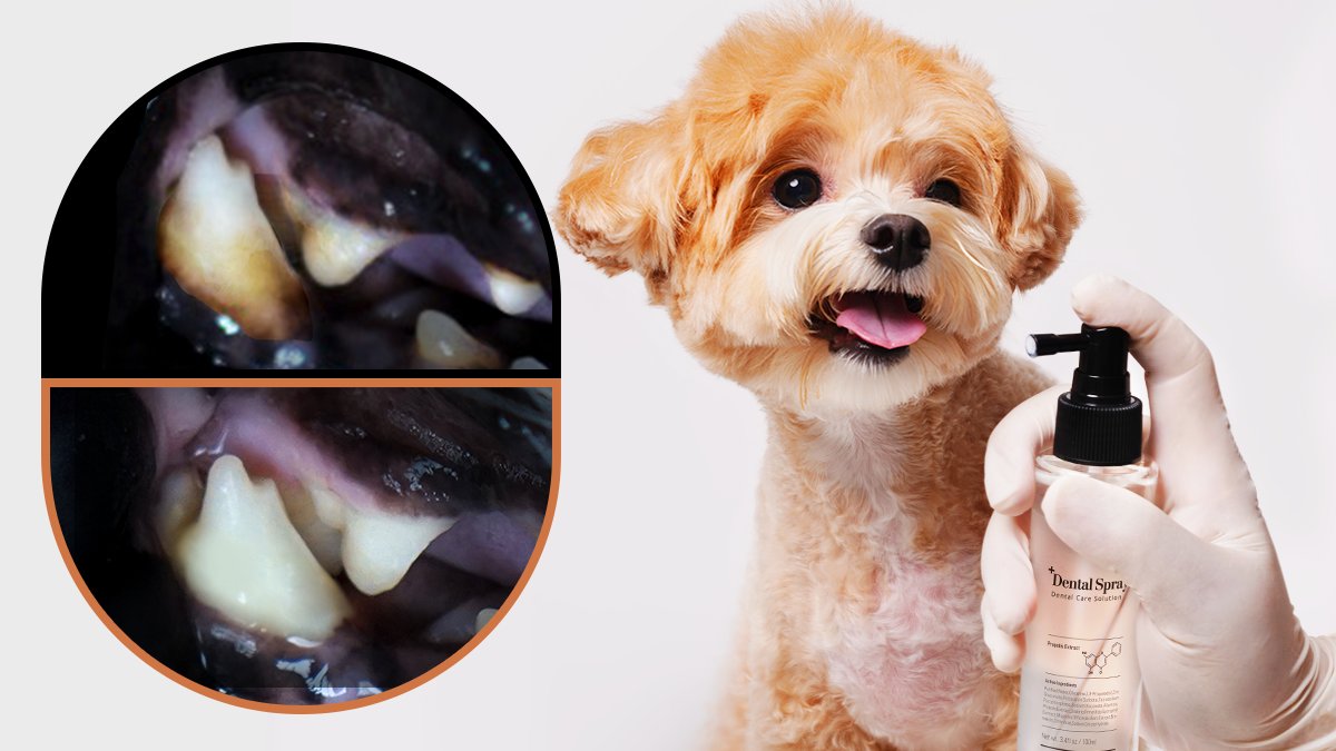 [$4M+ Sold] Korea's #1 Dental Spray with 30,000+ Reviews