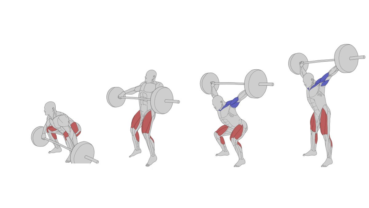 Understand Muscle Flow at a Glance with CrossFit-Inspired <Anatomy Animations>!