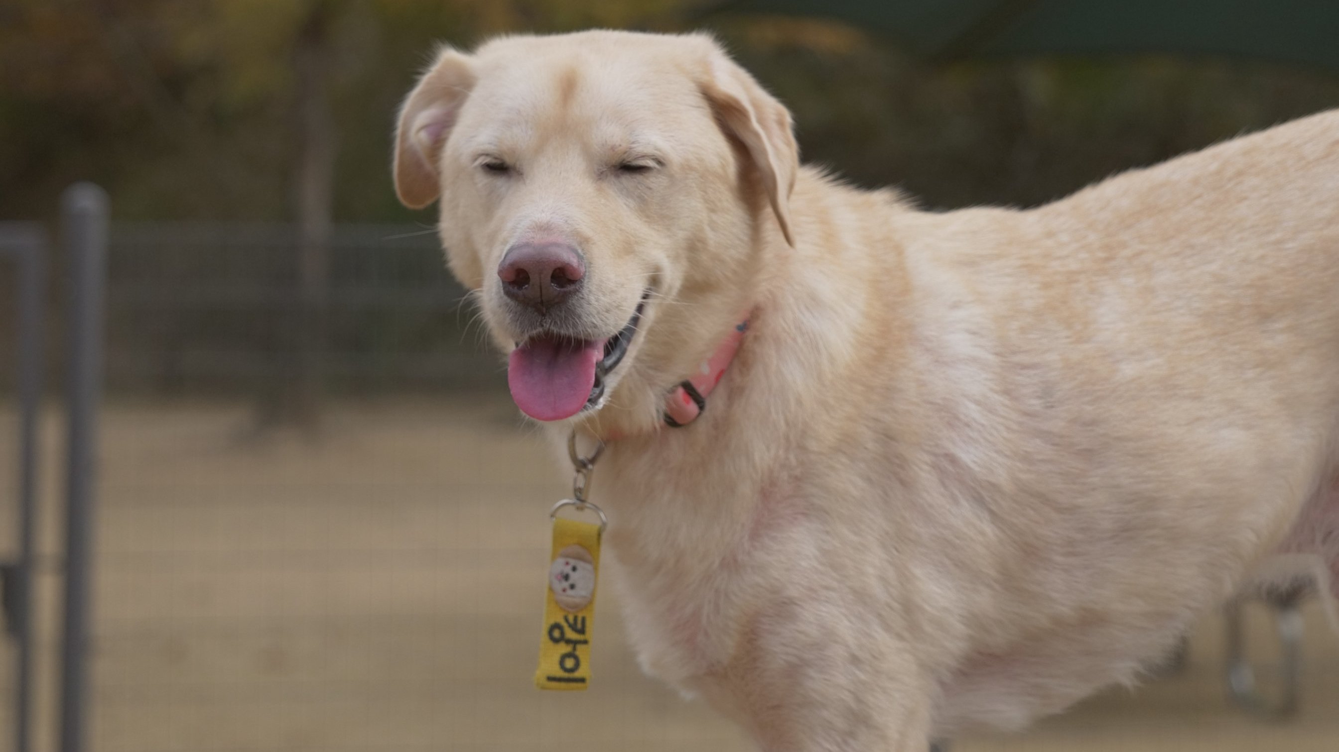 新年新气象！与爱犬共创美好生活