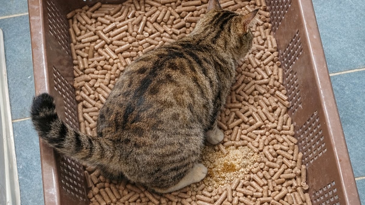 Say goodbye to tofu litter—introducing <SanChip> the reusable eco-friendly pet bedding.