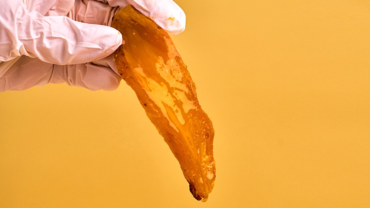 Giant Dried Squid