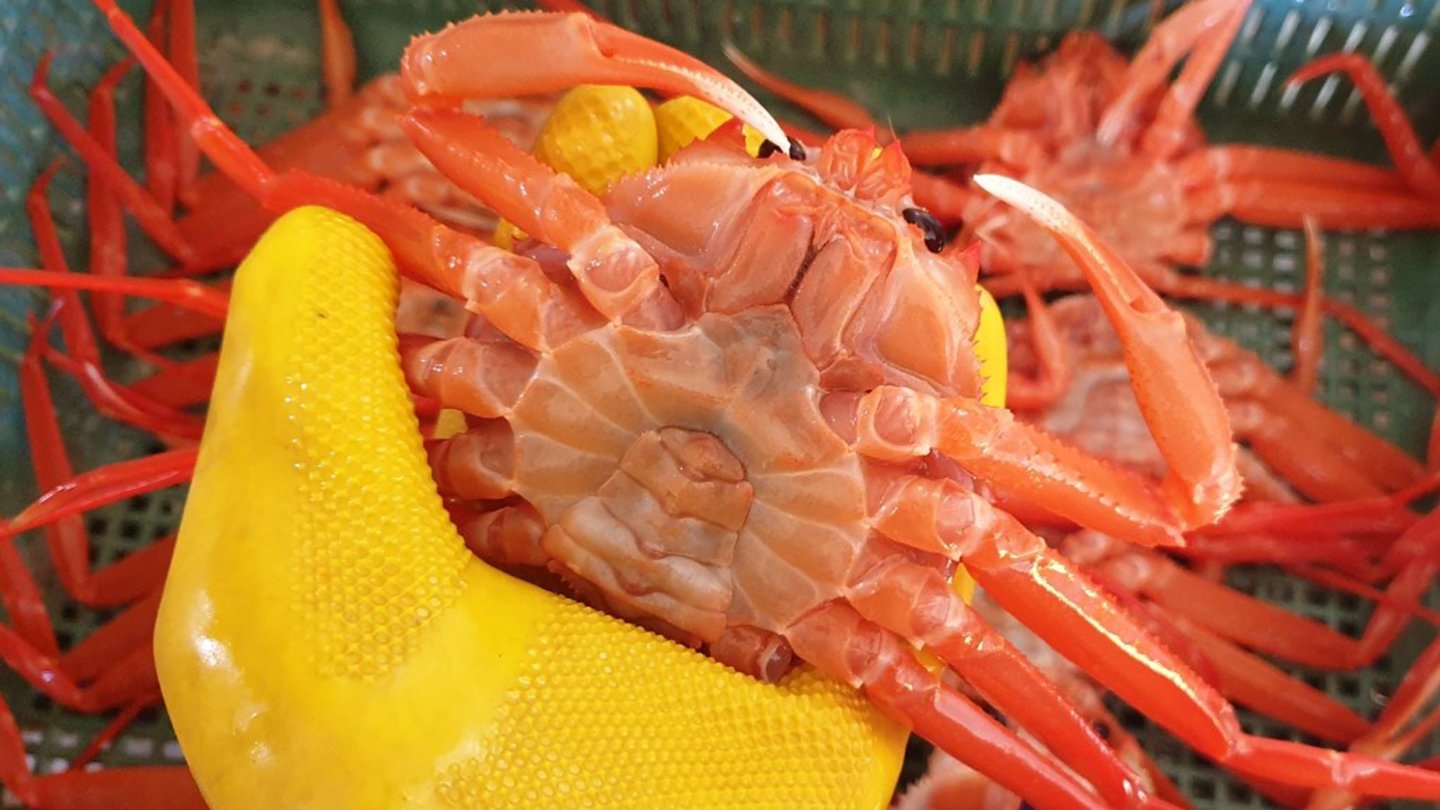 Sweet tender red crab meat! Enjoy the fresh taste of the East Sea at home with Sweet Red Crab!