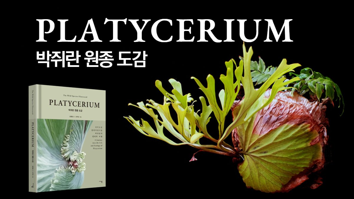 3년간 철저한 고증끝에 탄생한, 전 세계 단 한 권 『박쥐란 원종 도감』