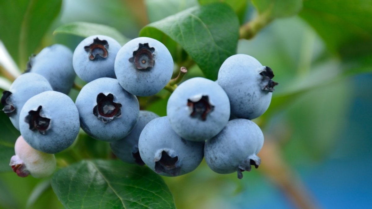 无农药新鲜采摘，味美如珍的顶级鲜蓝莓独家开售