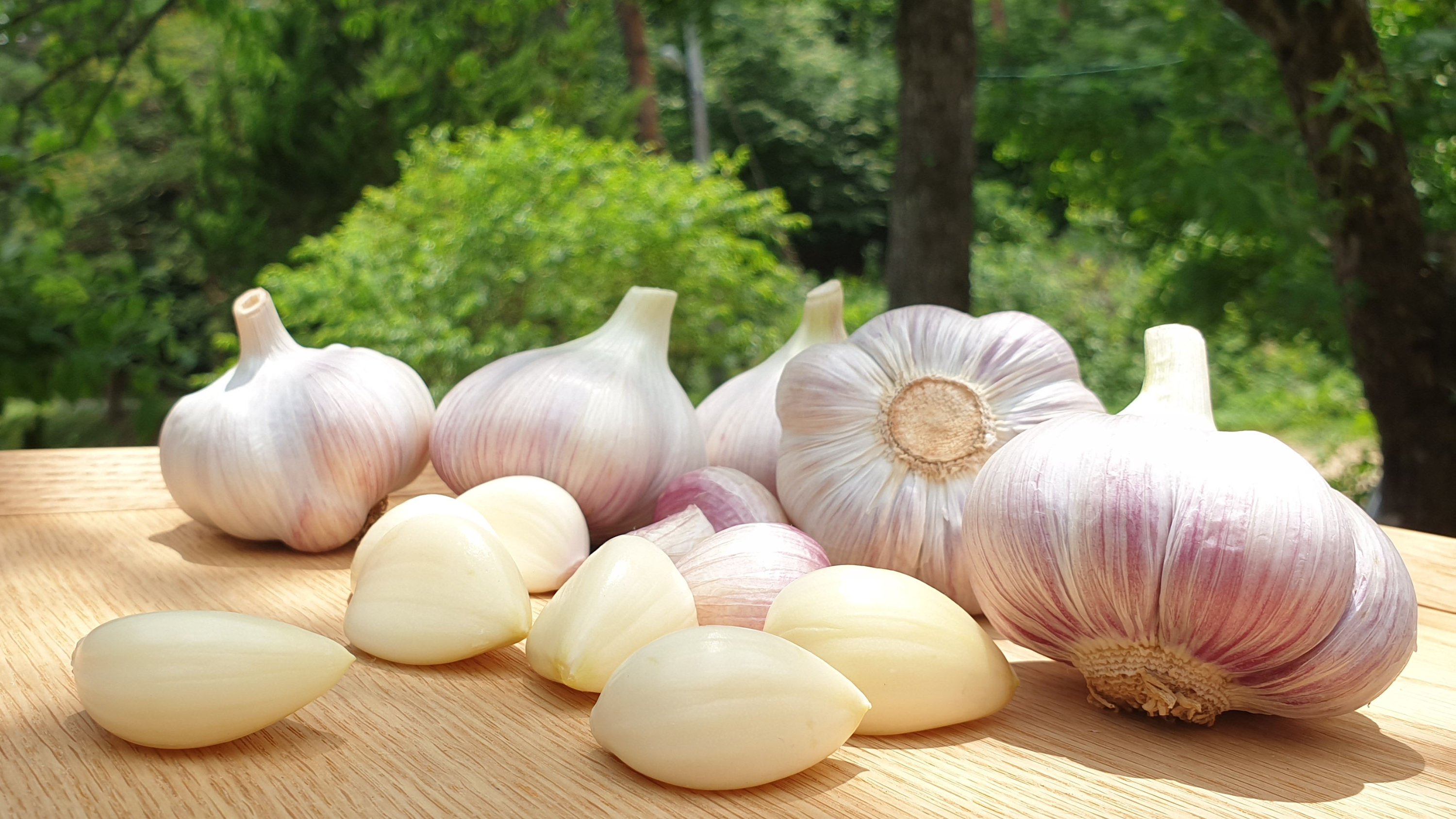Fresh garlic has arrived! Crisp flavorful and from a trusted farmer you can count on!