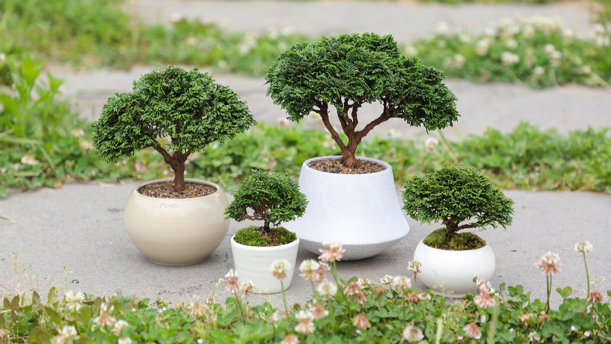 [累计1.4亿]第五轮加推迷你盆栽🌳从5年到25年成熟扁柏系列
