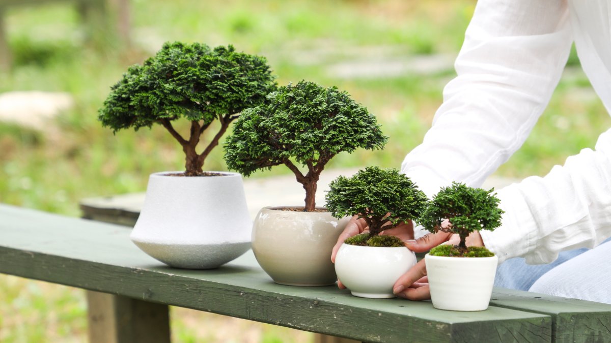 [누적1.4억]5차앵콜 미니분재🌳5년생부터 25년생까지 편백나무 시리즈