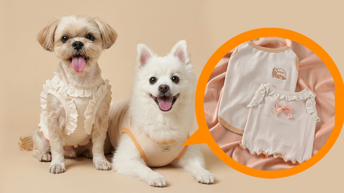 강아지(고양이) 피부가 예민해진 이유, 옷 때문일 수도 있습니다