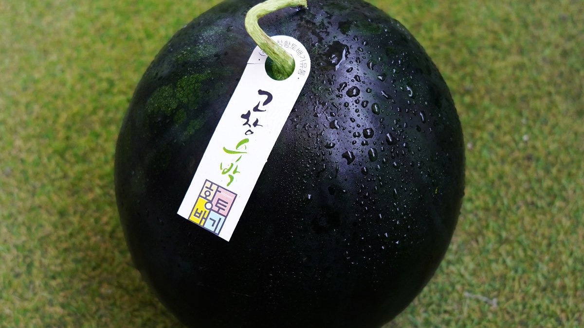 [2026년 첫수확] 입안 가득 달콤아삭한 매력 "명품 고창흑수박"