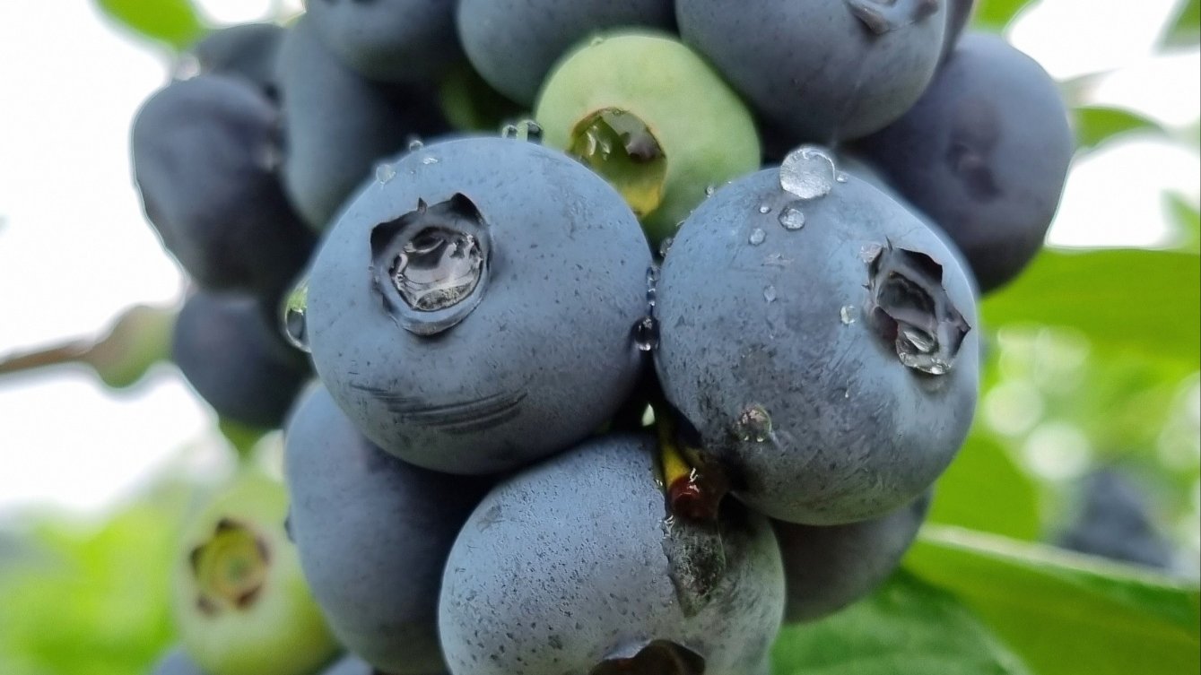 한국과 미농무부(USDA) 유기농인증을 받은 세계속의 만나블루베리