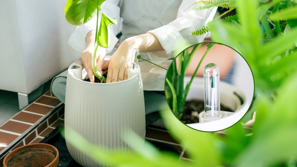 Grow effortlessly with the Revo self-watering pot—just water once every 21 days