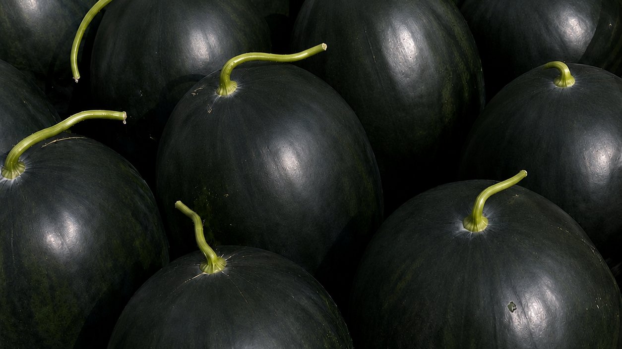 Premium High-Sweetness Black Watermelon Fresh from Greenhouse to Your Door