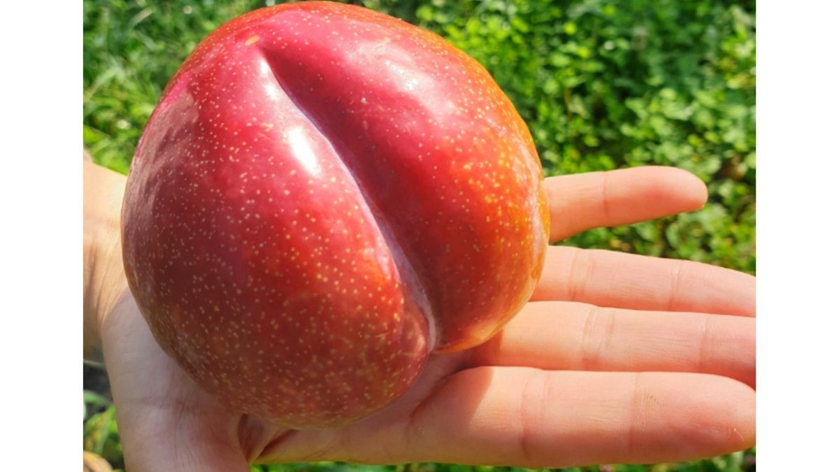 이런 크기 보셨어요? 자두만 '15년' 파고든 장인의 제철 추희자두!