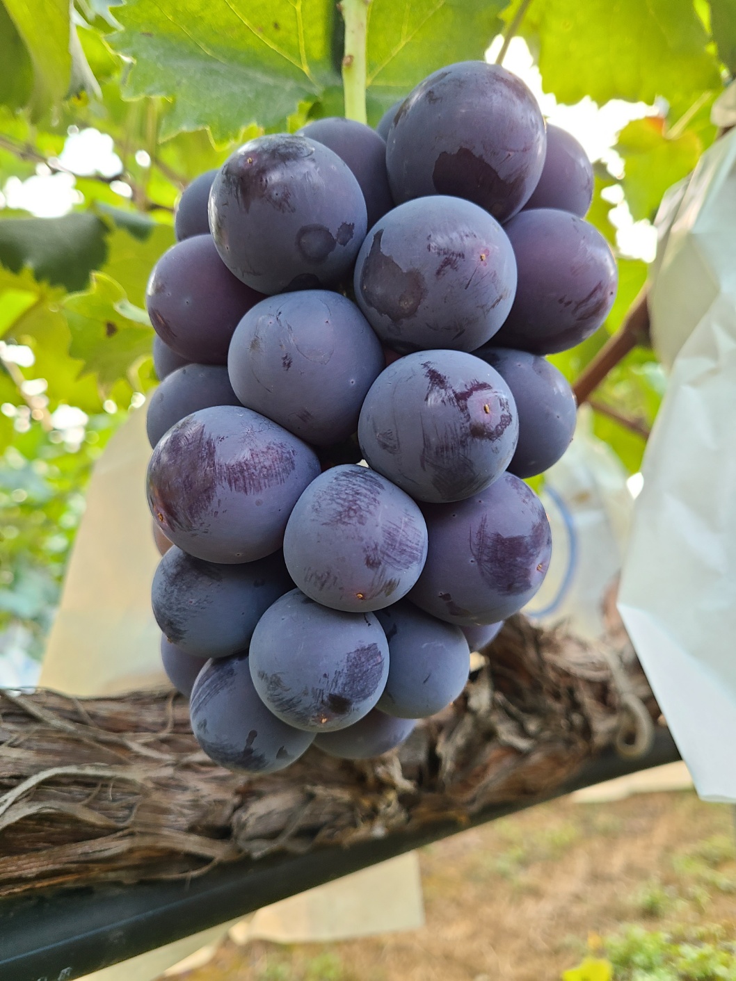 Premium New Variety] 20 Brix Sweet Royal Grape 'Purple Lady' by