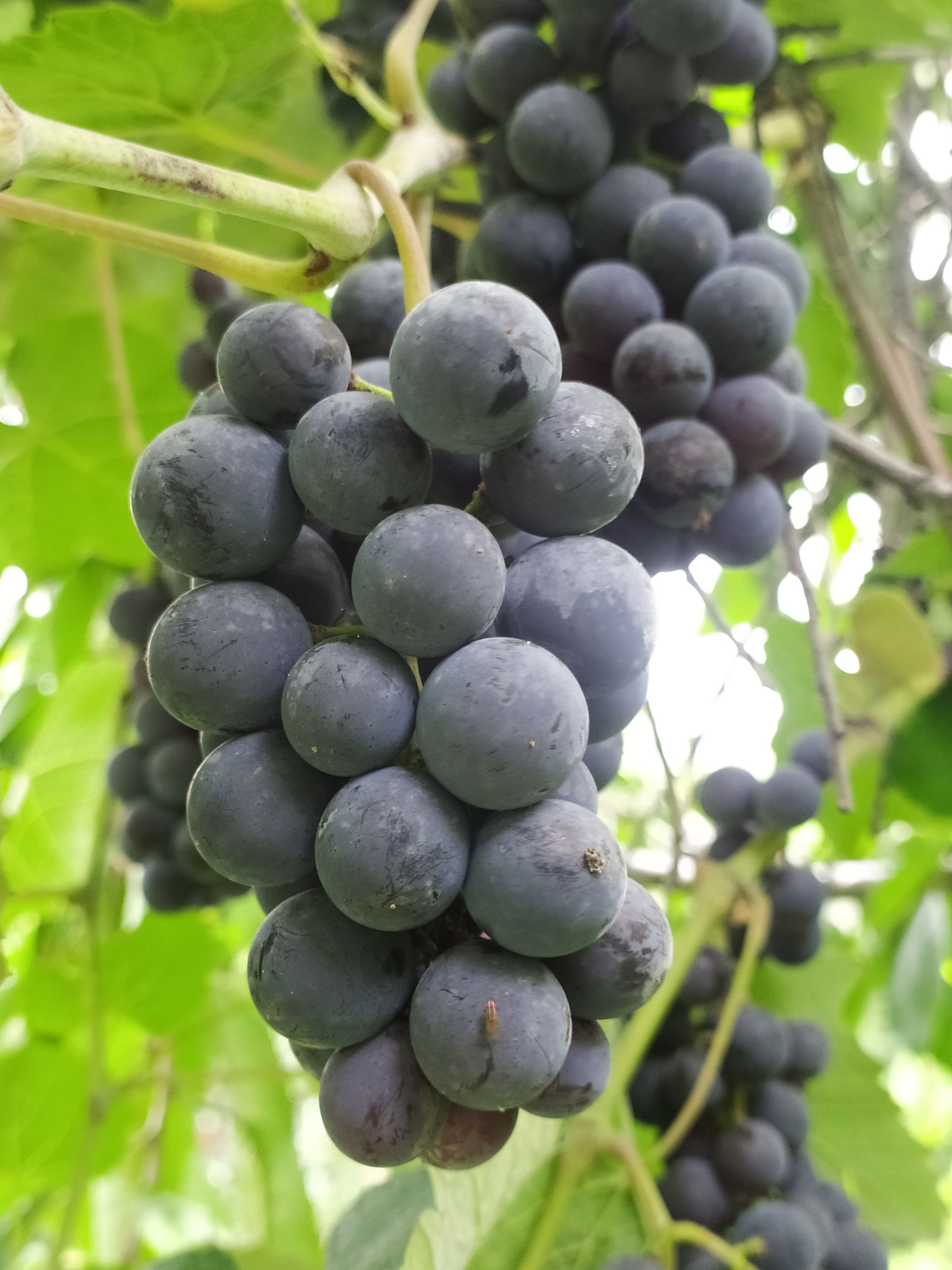 Premium New Variety] 20 Brix Sweet Royal Grape 'Purple Lady' by